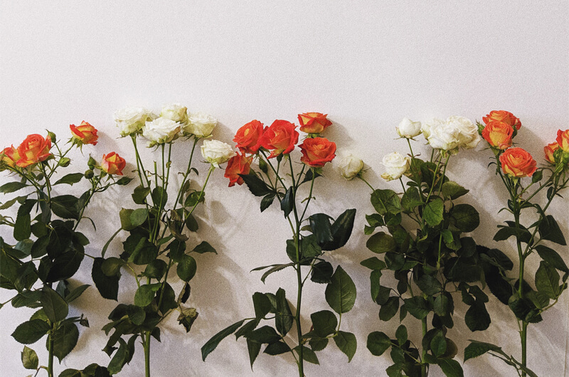 flower2